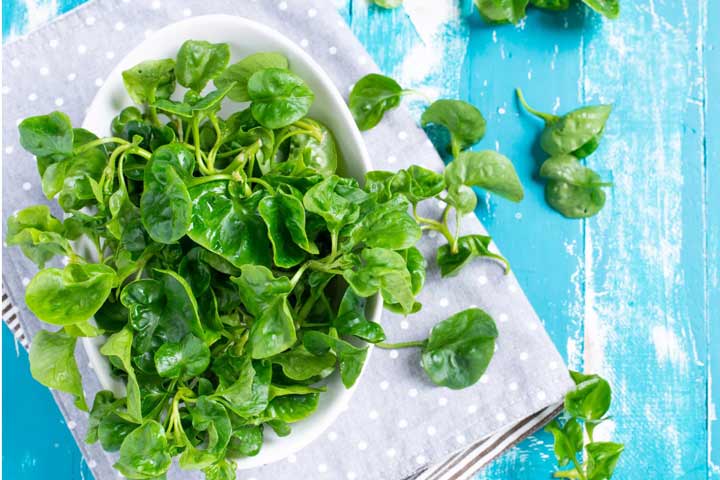 بهترین مواد غذایی آبرسان بدن؛ ۲۵ خوراکی پرآب 7 شاهی یک سبزی آبدار