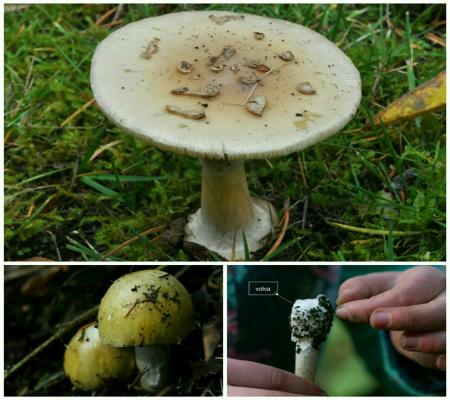 مرگبارترین قارچ جهان + عکس 14 مرگبارترین قارچ جهان + عکس