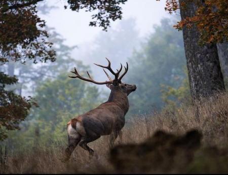 تصویری باشکوه از مرال سلطان جنگل های هیرکانی+عکس 1 تصویری باشکوه از مرال سلطان جنگل های هیرکانی+عکس