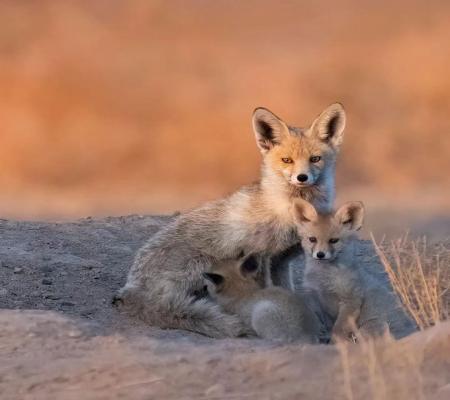 عکس قشنگ از روباه شنی در بیرجند+عکس 1 تصویر زیبا از روباه شنی در بیرجند+عکس