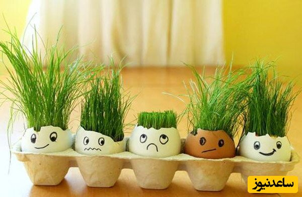 ۳ ایده دلنشین برای آماده کردن سبزه عید+عکس 6 1709087151 102 ۳ ایده دلنشین برای آماده کردن سبزه عیدعکس