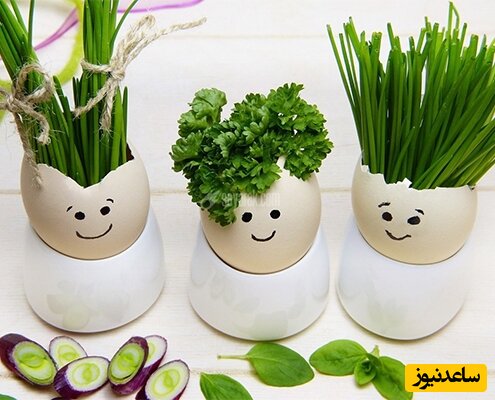 ۳ ایده دلنشین برای آماده کردن سبزه عید+عکس 3 1709087151 308 ۳ ایده دلنشین برای آماده کردن سبزه عیدعکس