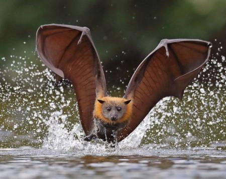 تصویری از خفاش روباه پرنده + عکس 5 تصویری از خفاش روباه پرنده + عکس