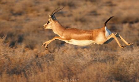 جهش یک آهوی زیبا در پارک ملی گلستان+عکس