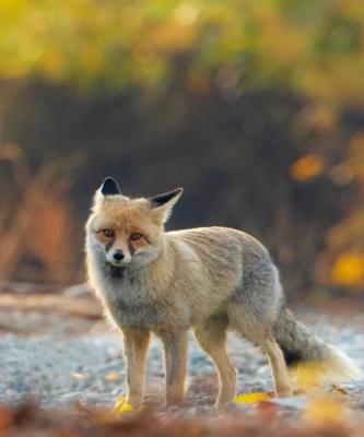 روباه معمولی در چهارمحال و بختیاری دیده شد+عکس
