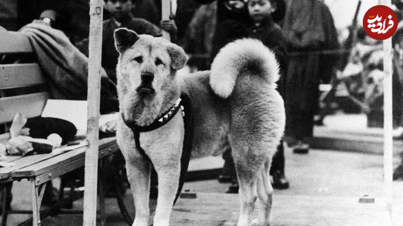 سگی که ۱۰ سال به ایستگاه قطار رفت تا صاحبش را ببیند+عکس 5 سگی که ۱۰ سال به ایستگاه قطار رفت تا صاحبش را ببیند+عکس