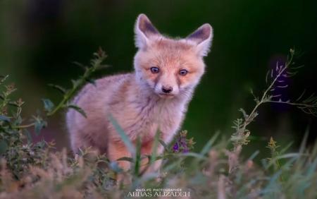 یک روباه معمولی با چشم‌های زیبا در طبیعت ایران+عکس