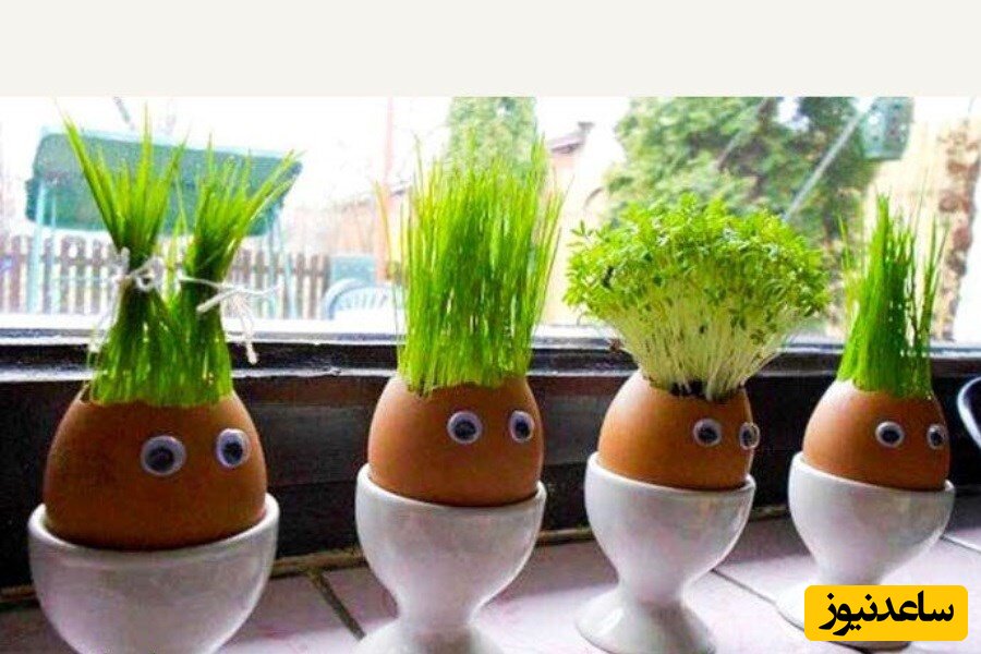 ۳ ایده دلنشین برای آماده کردن سبزه عید+عکس 4 ۳ ایده جالب برای آماده کردن سبزه عید+عکس