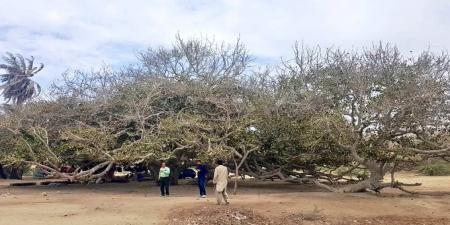 دومین درخت کهنسال در کوپانسر چابهار ثبت ملی شد+عکس 1 دومین درخت کهنسال در کوپانسر چابهار ثبت ملی شد+عکس