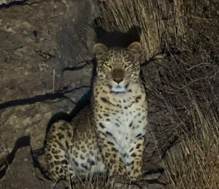 تصویر دیدنی از پلنگ ایرانی در پارک ملی خراسان +عکس