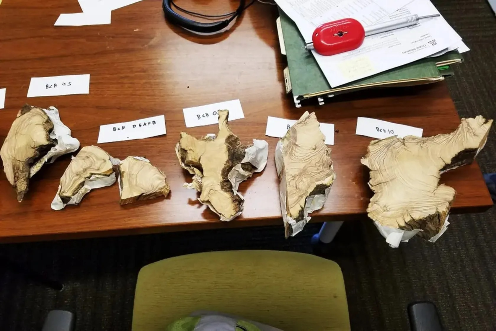 کشف قدیمی‌ترین درخت زیتون جهان با عمر ۱۱۰۰ سال در لبنان