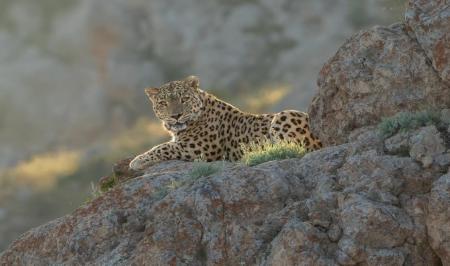 نگاه پرابهت اَرَس پلنگ ایرانی به دوربین یک عکاس +عکس_سودو تکنولوژی 5 نگاه پرابهت اَرَس پلنگ ایرانی به دوربین یک عکاس +عکس