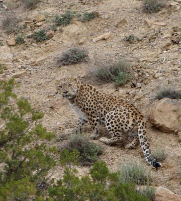 ژست پلنگ ایرانی در پارک ملی گلستان در روبه رو دوربین+عکس_سودو تکنولوژی 1 ژست پلنگ ایرانی در پارک ملی گلستان در مقابل دوربین+عکس