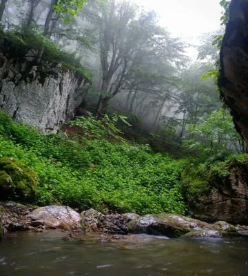 تصویر/ طبیعت خنک و سرسبز جنگل پشمکی شهرستان رامیان