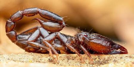 نمای ماکرو از عقرب که ترسناکیش را نشان می دهد+ تصاویر_سودو تکنولوژی 5 نمای ماکرو از عقرب که ترسناکیش را نشان می دهد+ تصاویر