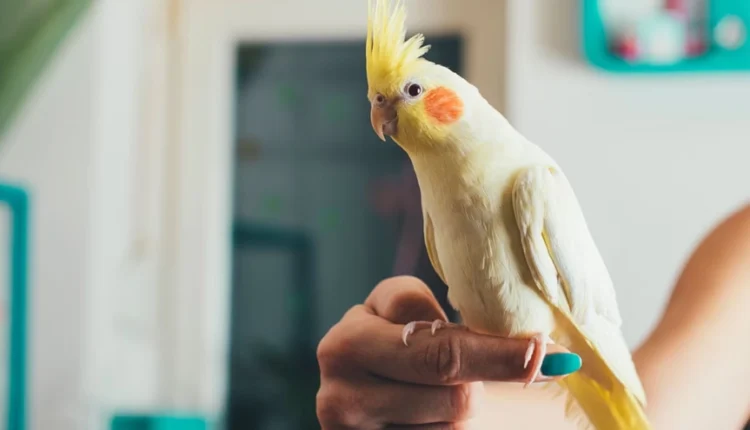 1722268313 692 کدام حیوان خانگی همدم مناسب‌تری برای تنهایی انسان است؟.webp