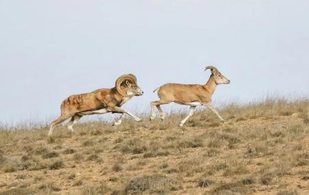 قوچ و میش اوریال قشنگ و باشکوه در پارک ملی گلستان_سودو تکنولوژی 6 قوچ و میش اوریال زیبا و باشکوه در پارک ملی گلستان
