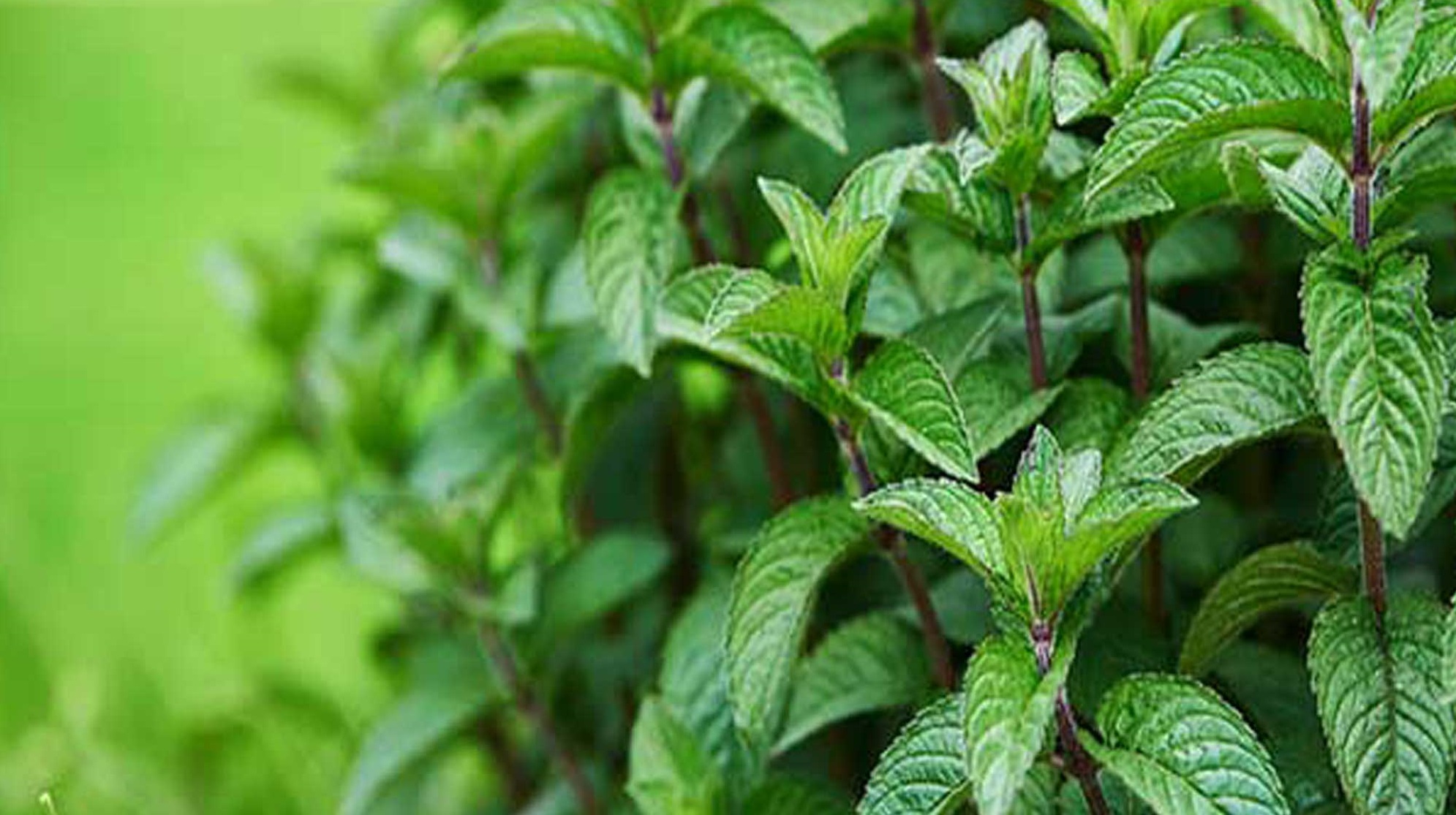 موارد منع مصرف نعناع فلفلی: از مادران شیرده تا کودکان و تداخل دارویی_سودو تکنولوژی 25 موارد منع مصرف نعناع فلفلی: از مادران شیرده تا کودکان و تداخل دارویی