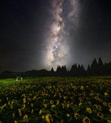 مزرعه آفتابگردان و کهکشان راه شیری در ژاپن_سودو تکنولوژی 4 مزرعه آفتابگردان و کهکشان راه شیری در ژاپن