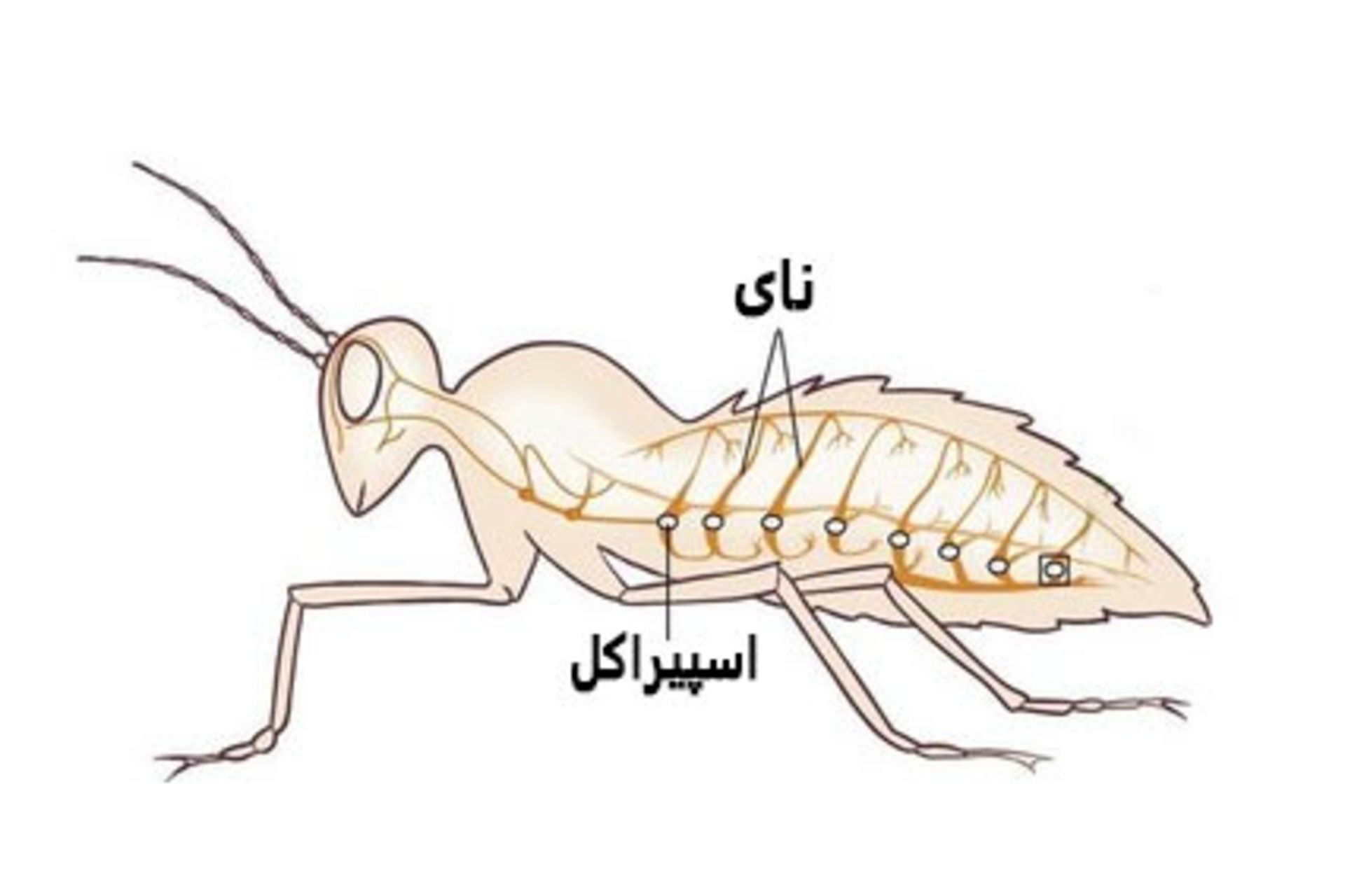 آیا حشرات غرق خواهد شد؟ - زومیت_سودو تکنولوژی 1 سیستم تنفسی حشرات