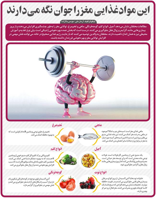 این مواد غذایی مغز را جوان نگه می دارند+ اینفوگرافیک_سودو تکنولوژی 3 این مواد غذایی مغز را جوان نگه میدارند