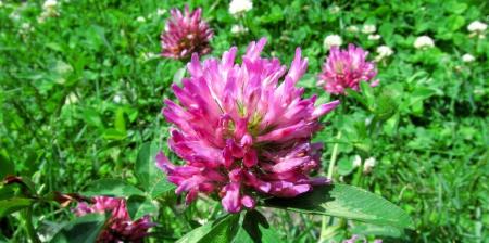 خواص درمانی شبدر قرمز برای پوست و مو_سودو تکنولوژی 1 خواص درمانی شبدر قرمز برای پوست و مو