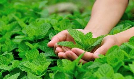 آلزایمر را با این گیاه معطر درمان کنید_سودو تکنولوژی 1 آلزایمر را با این گیاه معطر درمان کنید