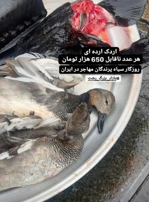 عکس تلخ از روزگار سیاه پرندگان مهاجر در ایران+عکس_سودو تکنولوژی 10 تصویر تلخ از روزگار سیاه پرندگان مهاجر در ایران+عکس