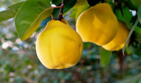 هیچ زمان این میوه زمستانی را بو نکنید_سودو تکنولوژی 1 هرگز این میوه زمستانی را بو نکنید