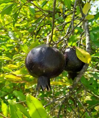 انار سیاه شهرستان طارم +عکس