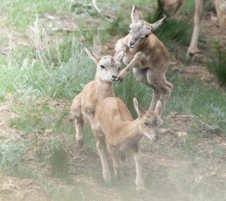 برِّه‌اوریال‌های شنگول و منگول در  پارک ملی گلستان