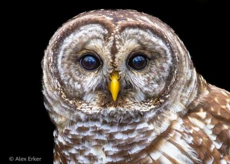 تصویری از یک جغد غرق در تفکر