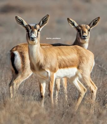 دو آهوی قشنگ در گلستان دیده شدند_سودو تکنولوژی 1 دو آهوی زیبا در گلستان دیده شدند