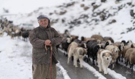گله گوسفندان و چوپان مهربان‌شان در اشنویه