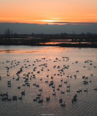 ترکیب غروب و قو در مازندران زیبا