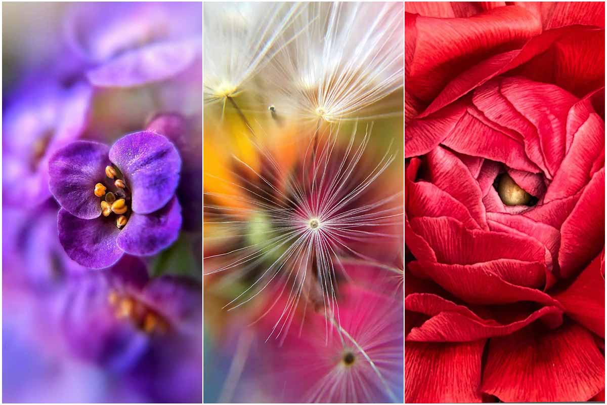 تصاویر مسحورکننده از بازی رنگ‌ها و جزئیات بافت گل‌ها