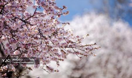 شکوفه‌های زیبای بهاری در روستای مهارلو