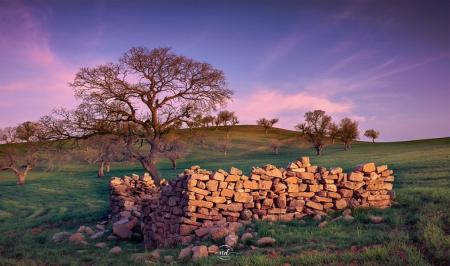 طلوعی زیبا در جنگل بلوط دهدز خوزستان
