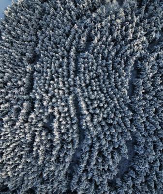 نمایی متفاوت از جنگل‌های هیرکانی که تا به حال ندیده اید