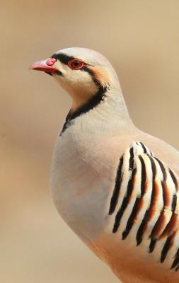 یکی از زیباترین پرندگان حیات وحش ایران