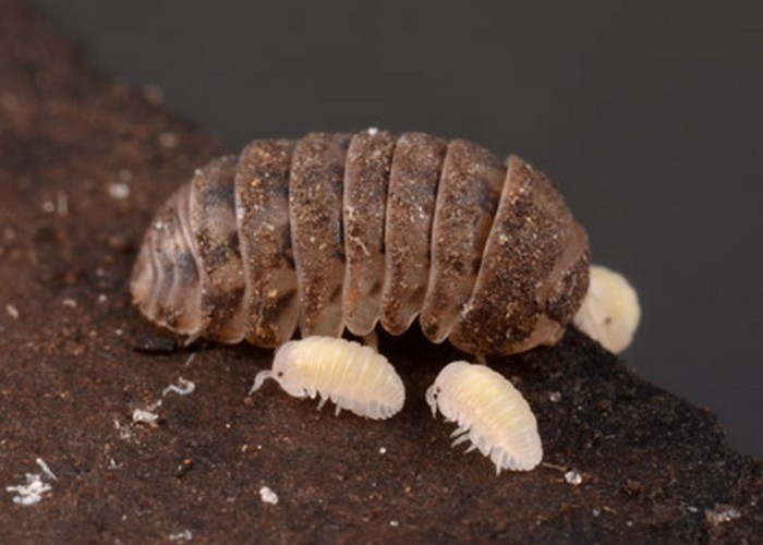 1745633957 549 تشخیص جای نیش حشرات گوناگون و نحوه درمان آن‌ها سودو تکنولوژی