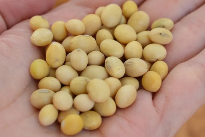 تمپه چیست؛ نحوه تهیه تمپه و نگهداری آن + چند دستور غذا_سودو تکنولوژی 11 لوبیای سویا ماده اصلی تمپه