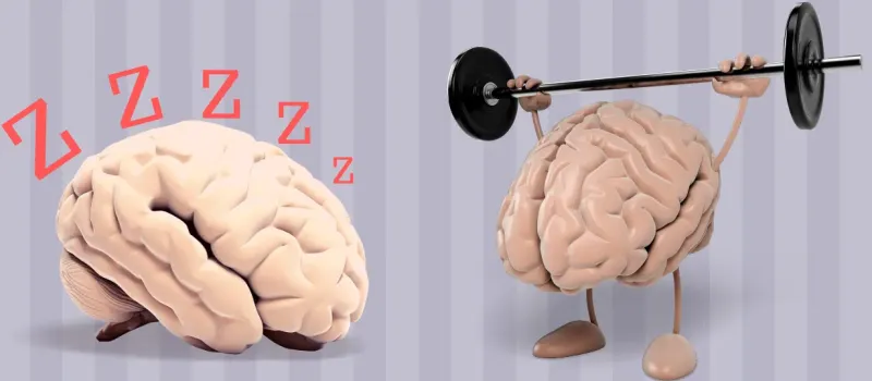 1748001518 978 انواع تیپ مغزی و تأثیر آن بر شخصیت ‌ تیپ.webp