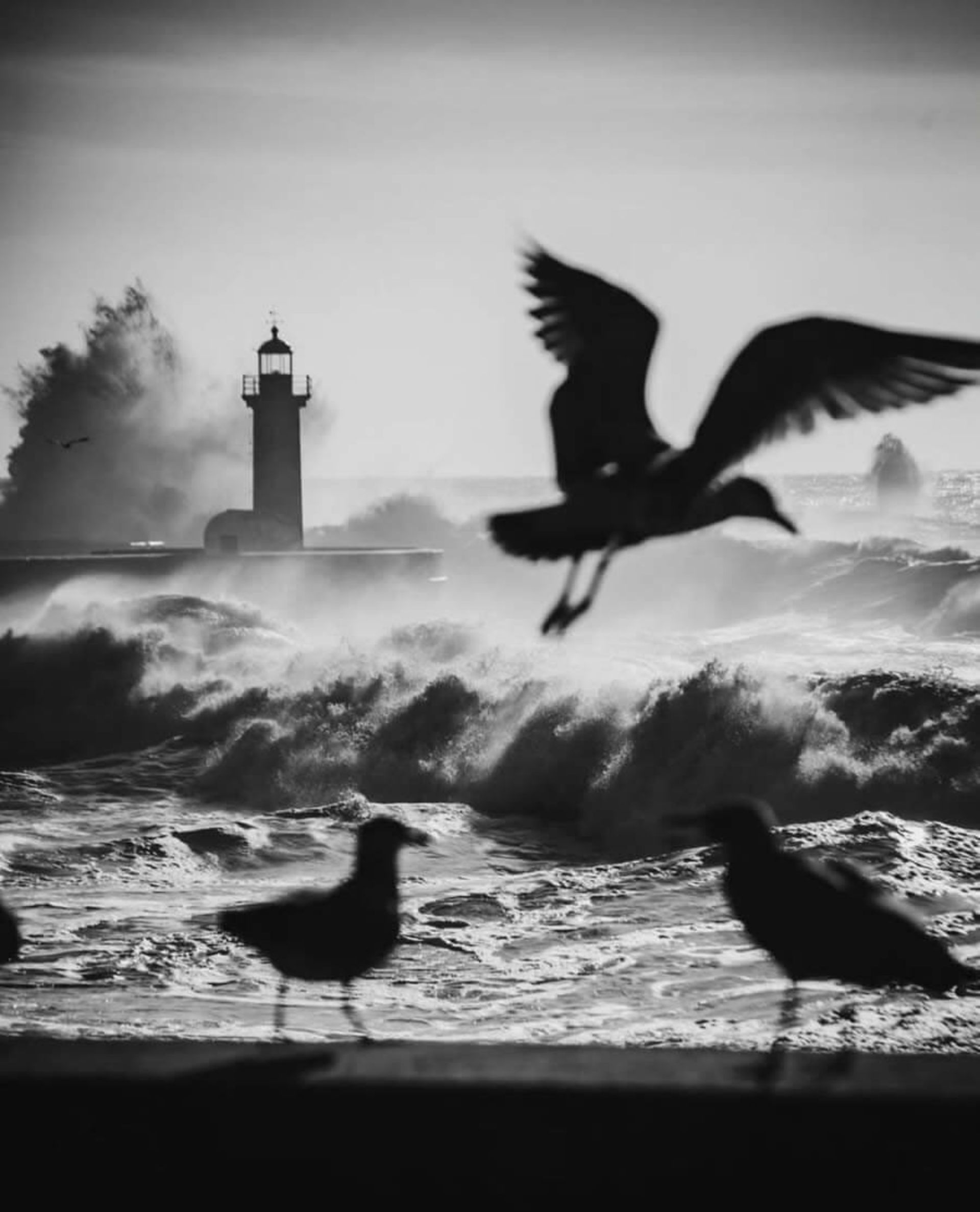 عکس سیاه و سفید از دریایی خروشان به همراه پرنده ها