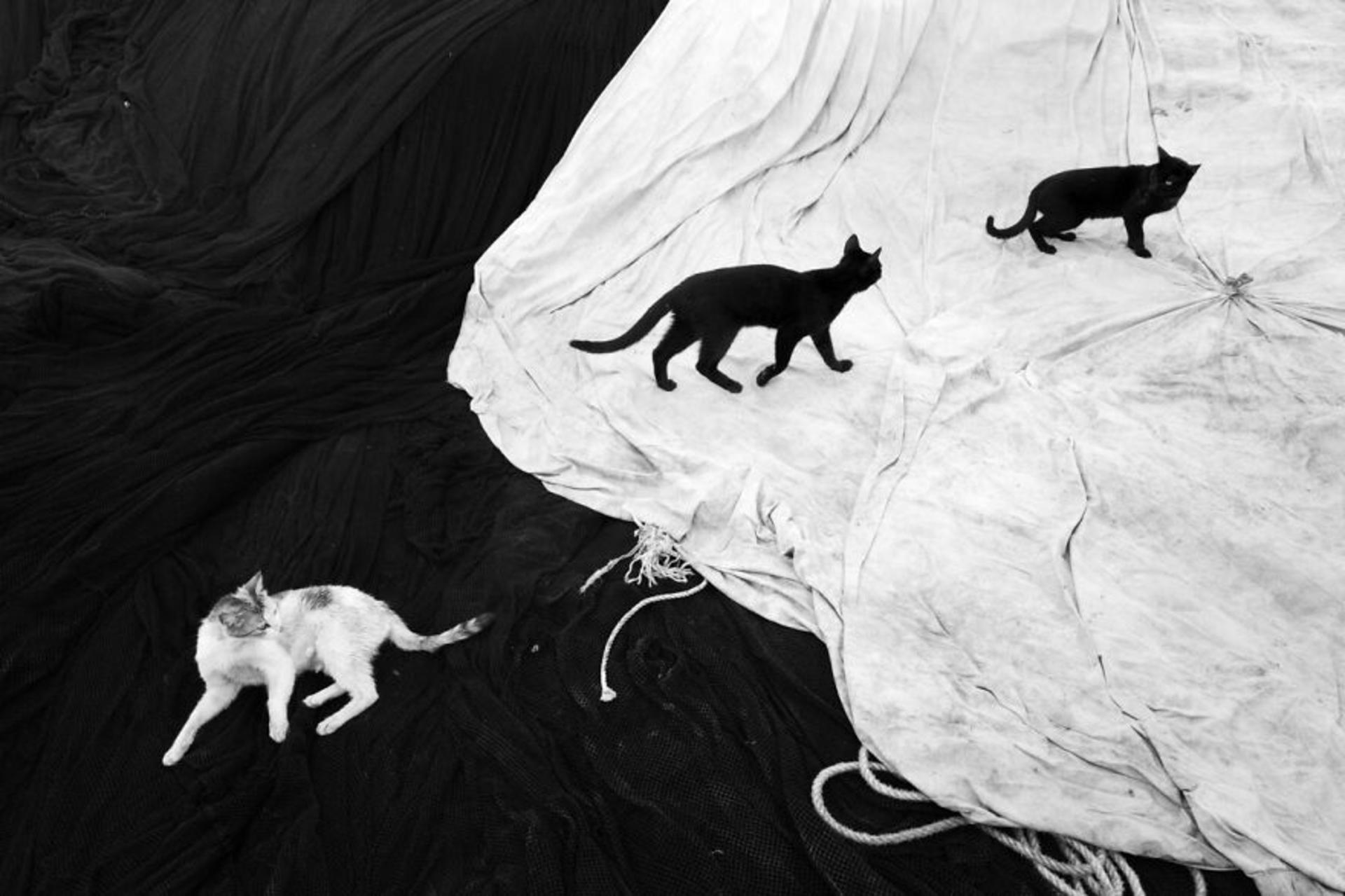 پادشاه سایه‌ها؛ تصاویر برتر رقابت عکاسی سیاه و سفید