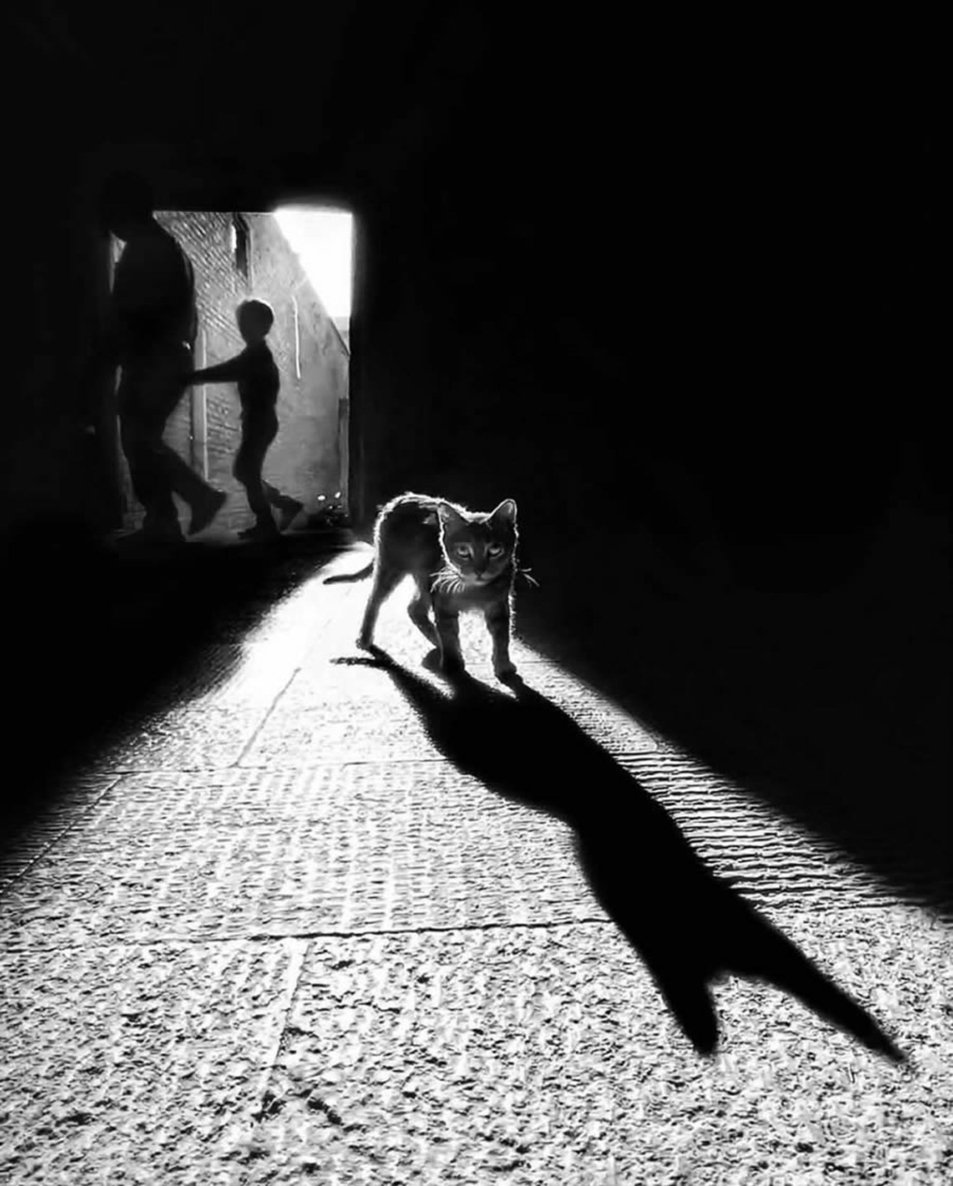 سایه گربه در خیابان