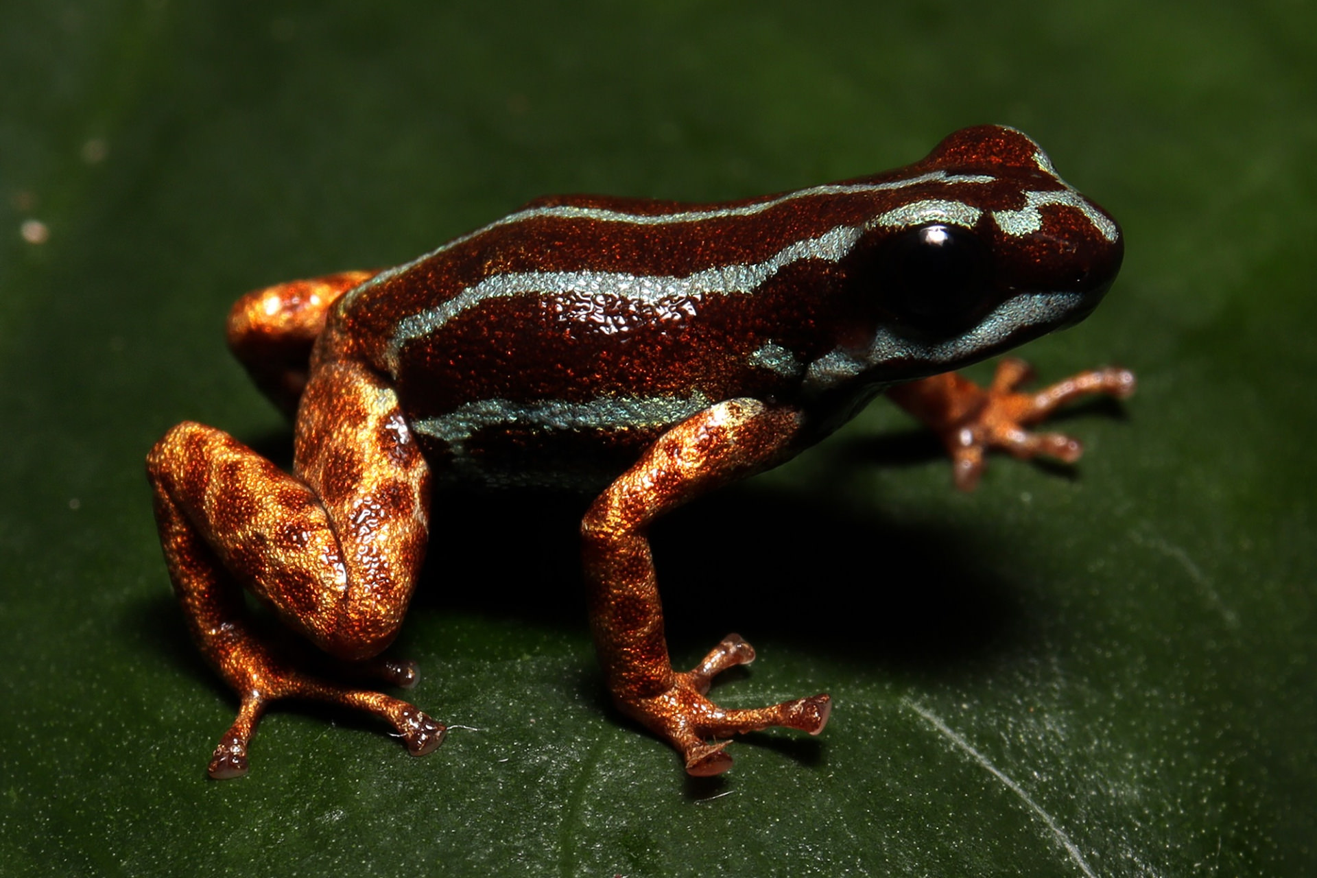 کشف گونه‌ای جدید در آمازون: قورباغه‌ای ریز با پاهای طلایی و رفتار فرزندپروری عجیب